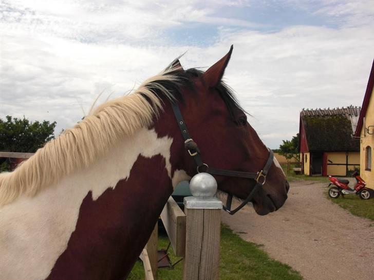 Pinto Cantabella Klejs billede 6