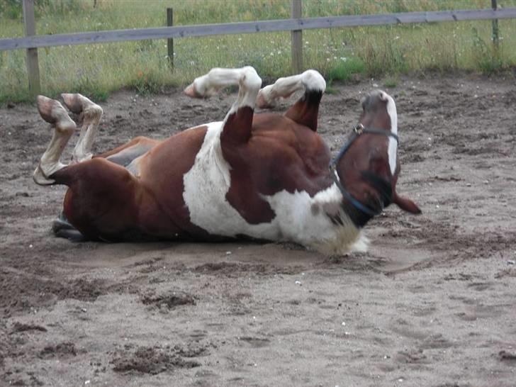 Pinto Cantabella Klejs billede 7