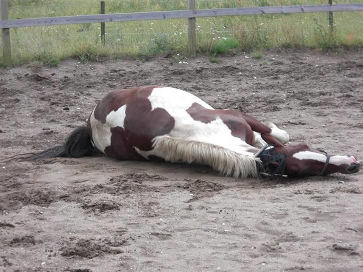 Pinto Cantabella Klejs billede 8