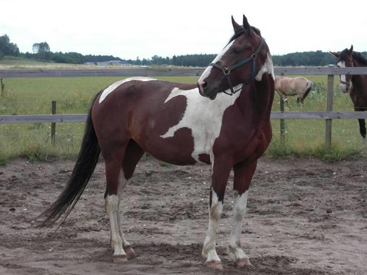 Pinto Cantabella Klejs billede 10