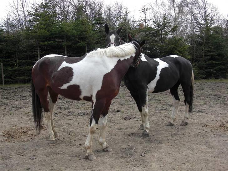 Pinto Cantabella Klejs billede 11