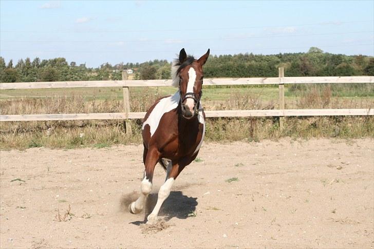 Pinto Cantabella Klejs billede 12