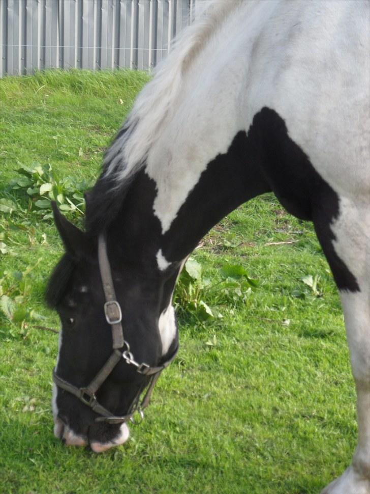 Anden særlig race Snoopy - Solgt&Savnet! <3 - 20) Han græsser.. billede 20