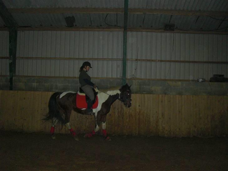 Pinto Cantabella Klejs billede 14