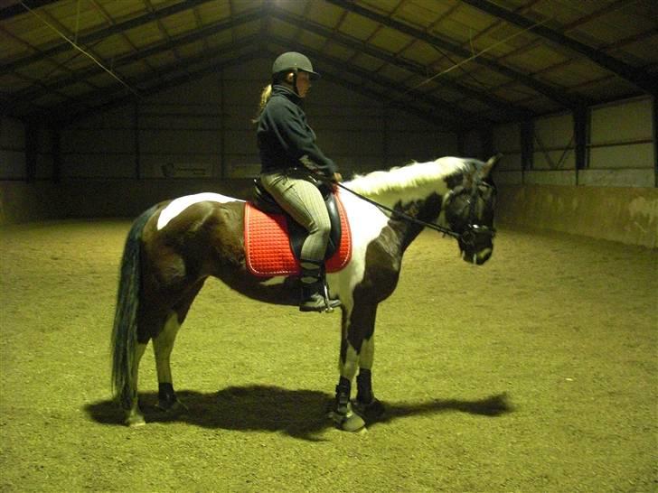 Pinto Cantabella Klejs billede 15