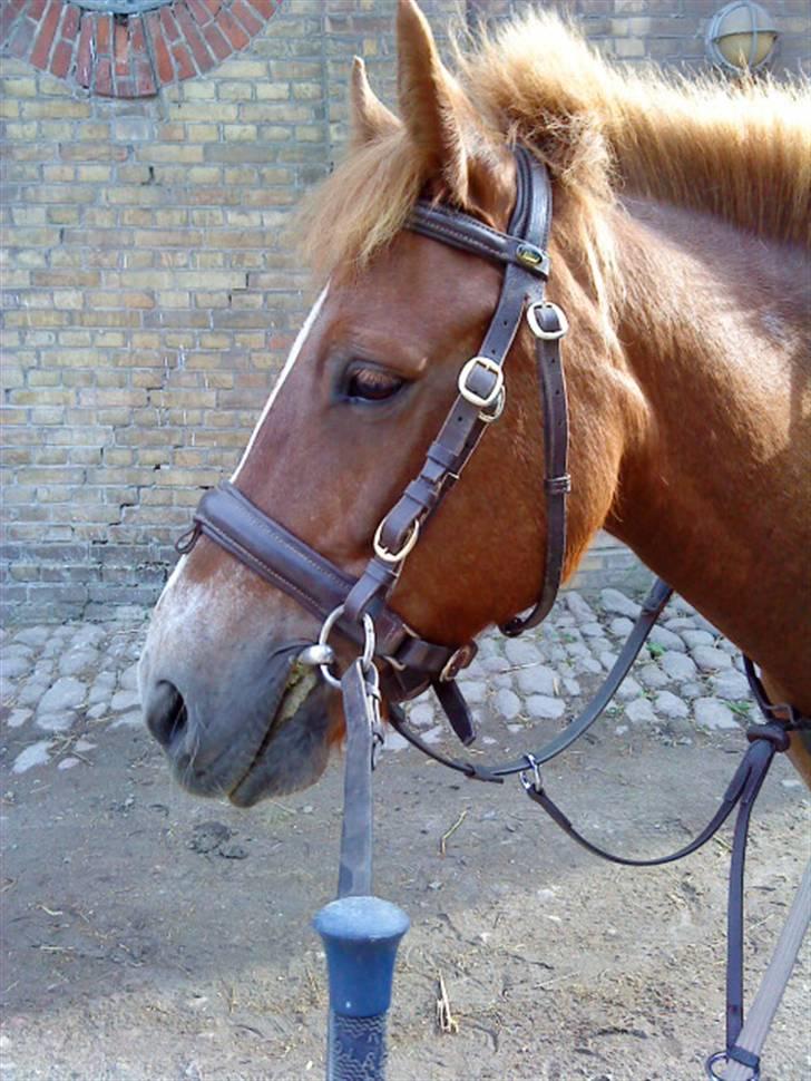Anden særlig race Prins Bob solgt :'( <3 - skal lige til at gå ud på banen billede 4