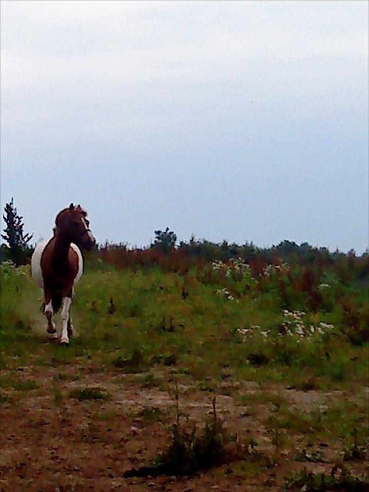 Anden særlig race Prins Bob solgt :'( <3 - hurtigt som et lyn!!! :D  billede 8