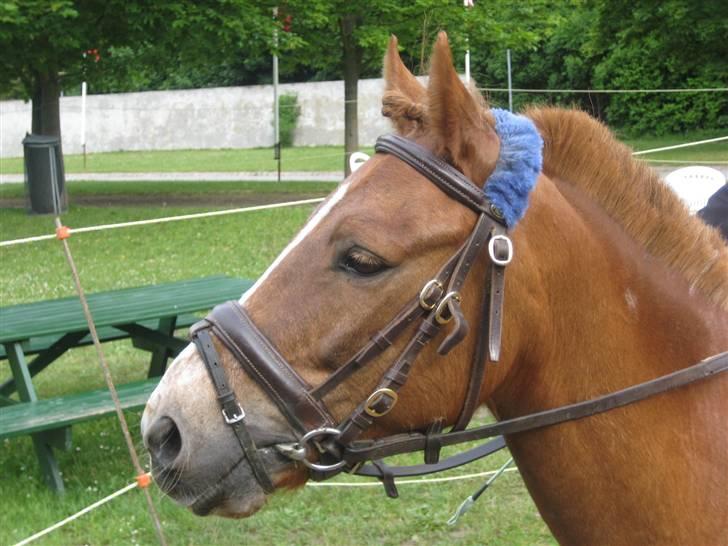 Anden særlig race Prins Bob solgt :'( <3 - Ååårr basse mand du er så dejlig billede 9