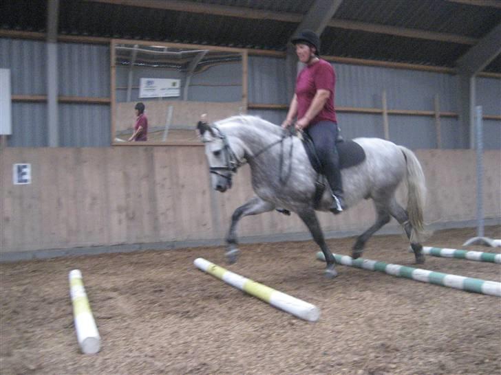 New Forest Firfod Brdr. Olsen - se mig, er jeg ikke dygtig  billede 7