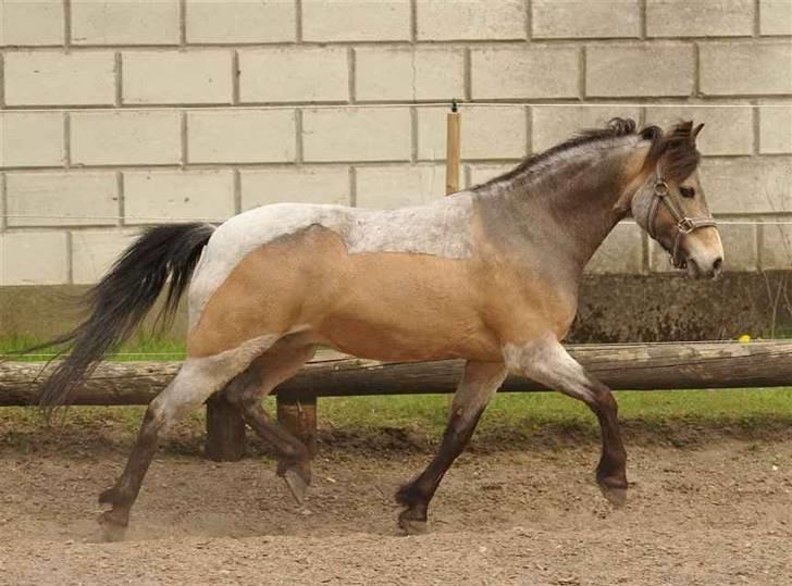 Welsh Partbred (Sec F) Rosengårdens Kasanova - rigtig lækker lille don Foto Jani Pedersen billede 19