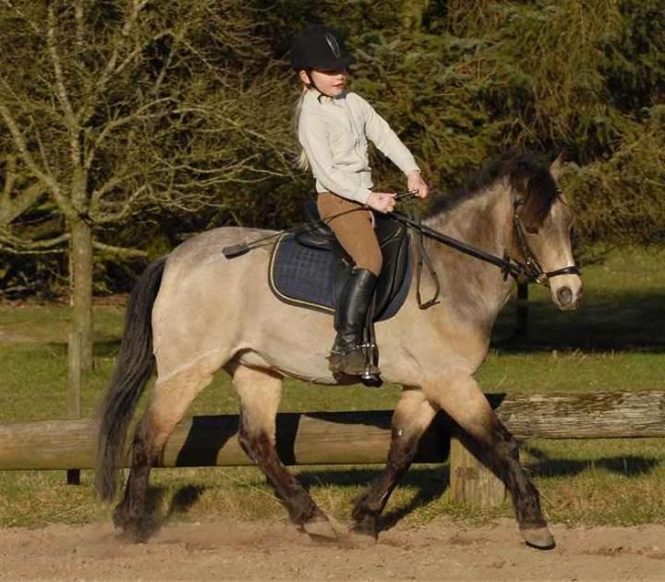 Welsh Partbred (Sec F) Rosengårdens Kasanova billede 20