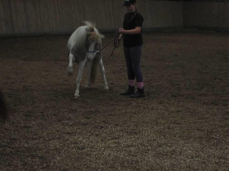 Pinto focus - spanske skridt billede 9