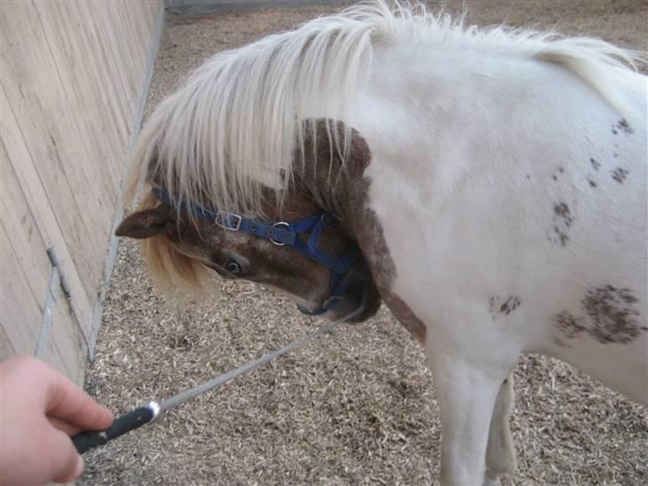 Pinto focus - ireterer den dig på bringen focus ?? billede 10