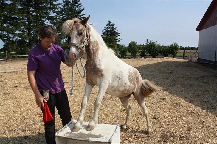 Pinto focus - han har sjame den lille billede 11