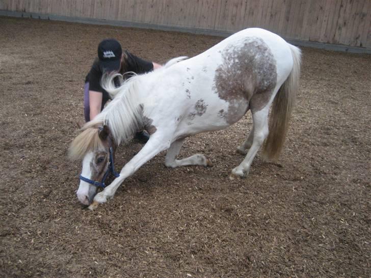 Pinto focus - focus der siger hej billede 12