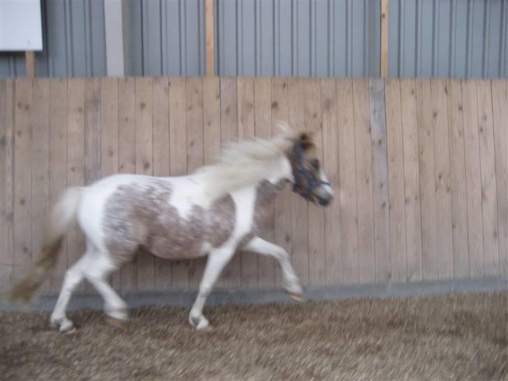 Pinto focus - tra la la tra la la  billede 13