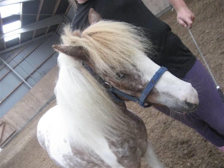 Pinto focus - focus hold nu focus billede 14