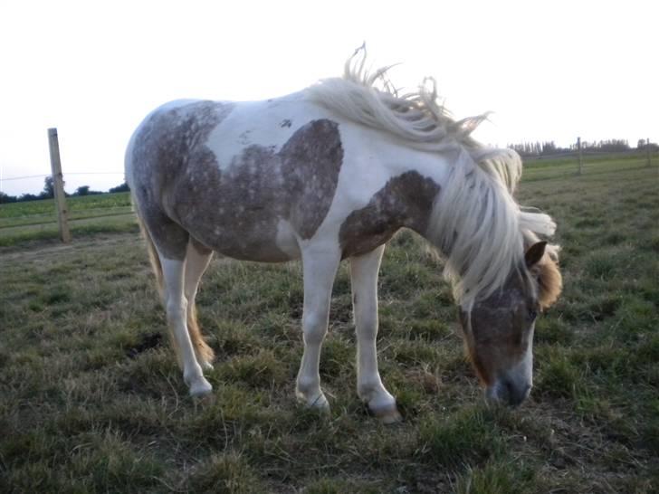 Pinto focus - focus på fold billede 15