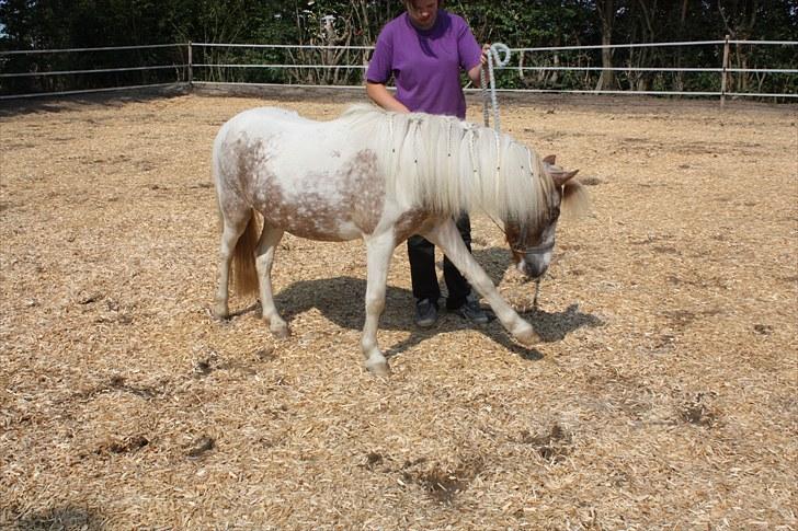 Pinto focus - focus der laver spanske skridt billede 17