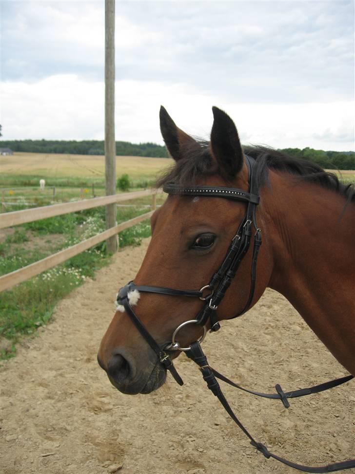 Anden særlig race Nørremarks Dunja billede 13