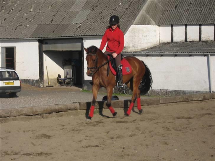 Anden særlig race Nørremarks Dunja billede 14