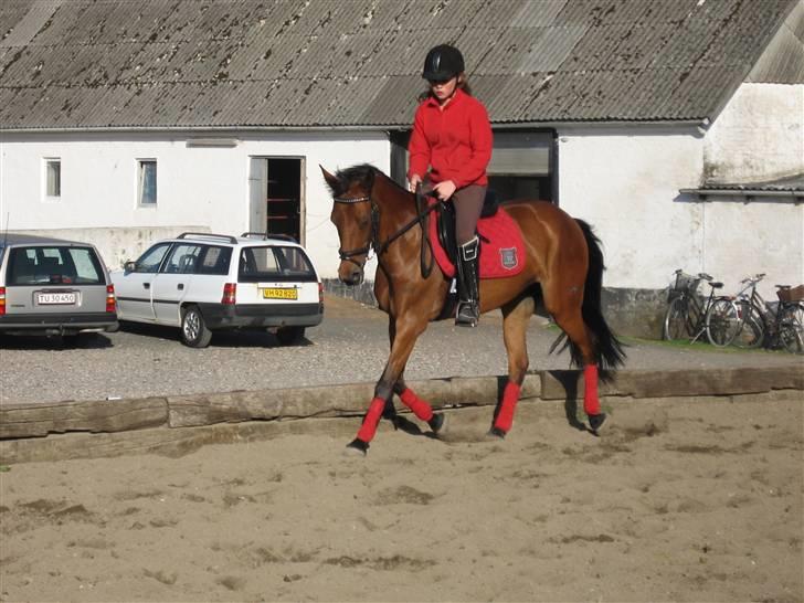 Anden særlig race Nørremarks Dunja billede 15