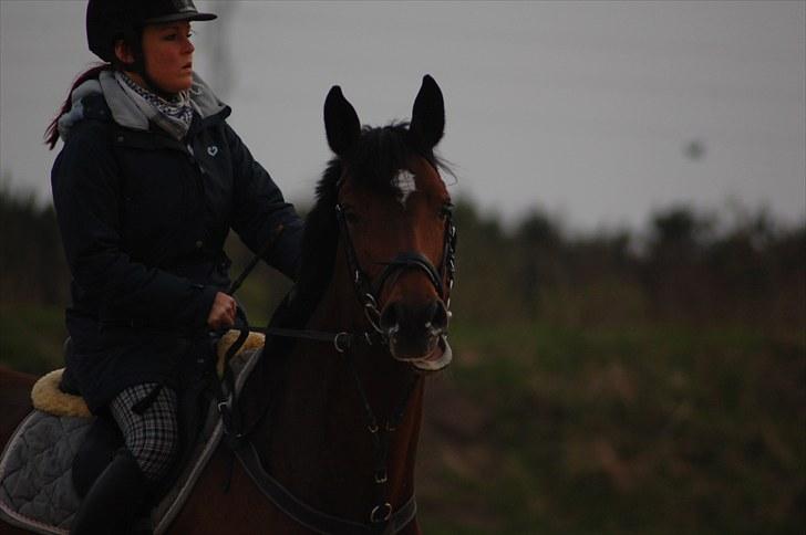 Dansk Varmblod *Bøgelys Cool Cash* B-hest - min lille nullergøj <3 elsker dig cool :* billede 6