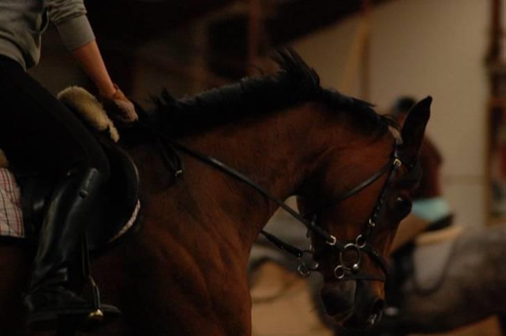 Dansk Varmblod *Bøgelys Cool Cash* B-hest - Cool Cash (8 billede 10