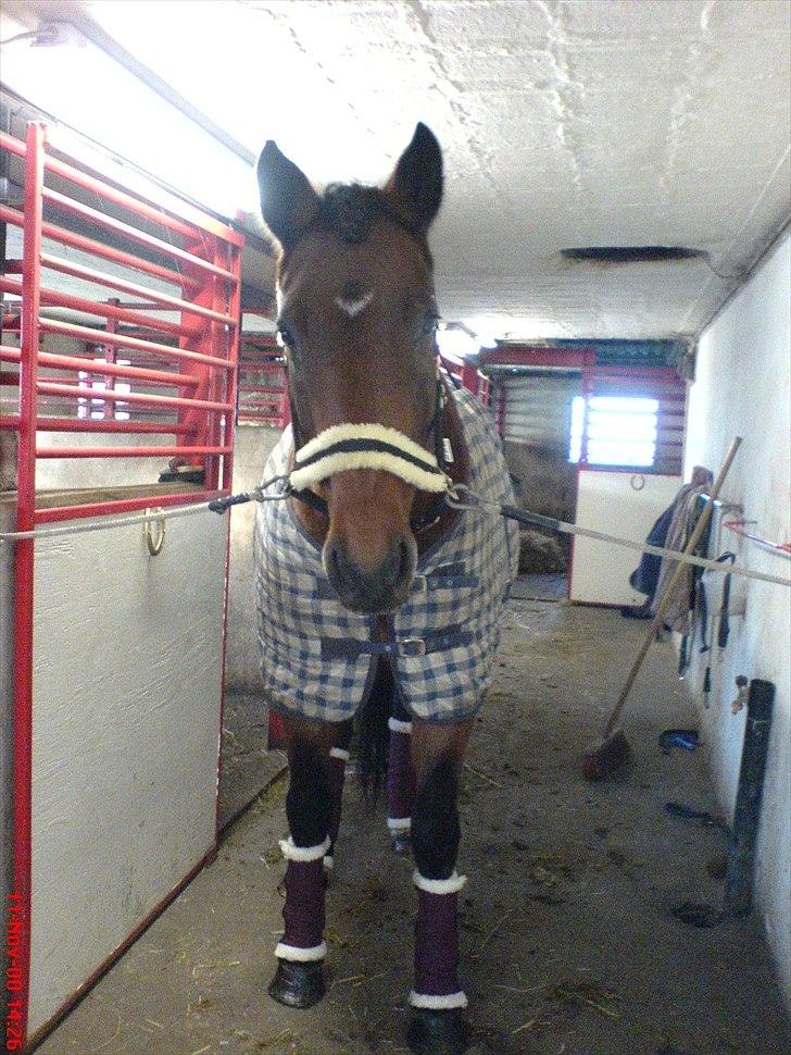 Dansk Varmblod Luna Ninni † 5 novembver 2011† - På vej til træning (2007) billede 3