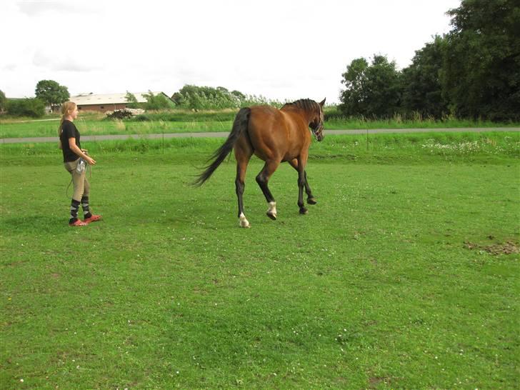 Dansk Varmblod Luna Ninni † 5 novembver 2011† - Tillidstræning d. 19/7-09
"To be one with your horse, you have to let it understand, that you will do everything to protect it♥" billede 4