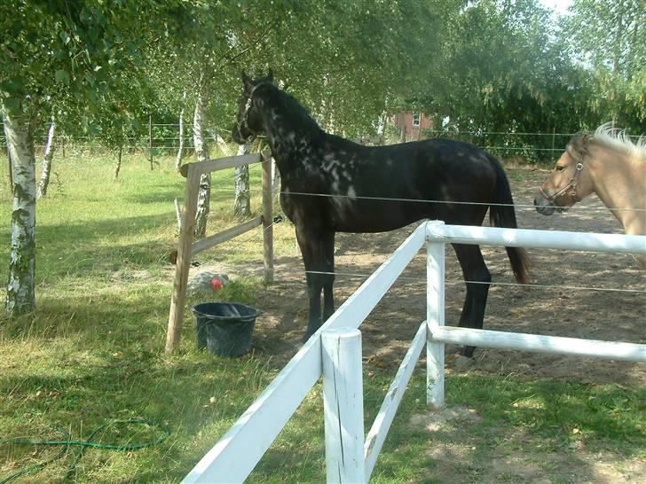 Dansk Varmblod deluxe  himmel hest billede 13
