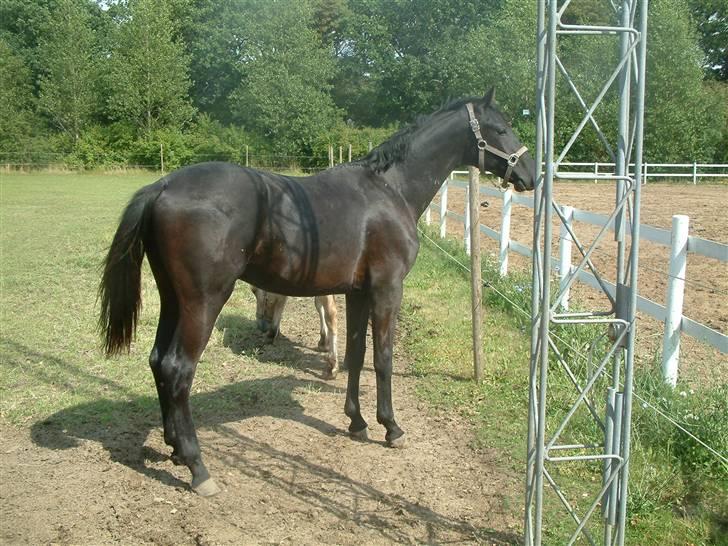 Dansk Varmblod deluxe  himmel hest billede 14