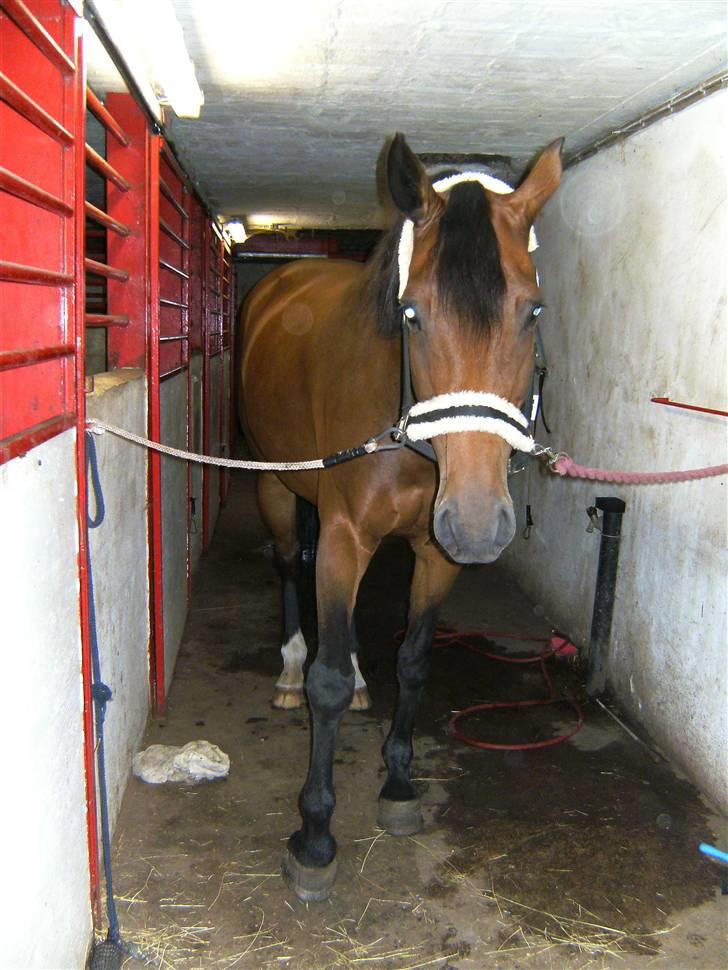 Dansk Varmblod Luna Ninni † 5 novembver 2011† billede 8