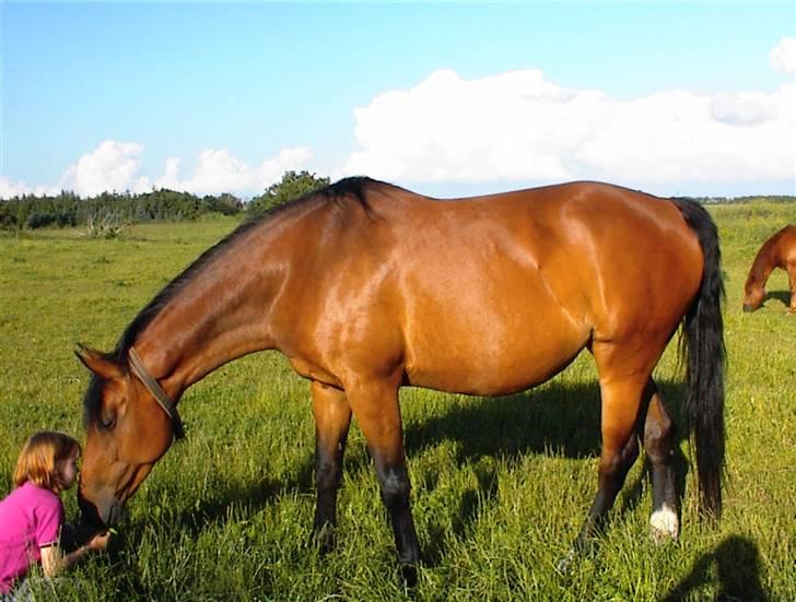 Dansk Varmblod Luna Ninni † 5 novembver 2011† - Mig og Ninni da jeg var 8år :-) billede 9