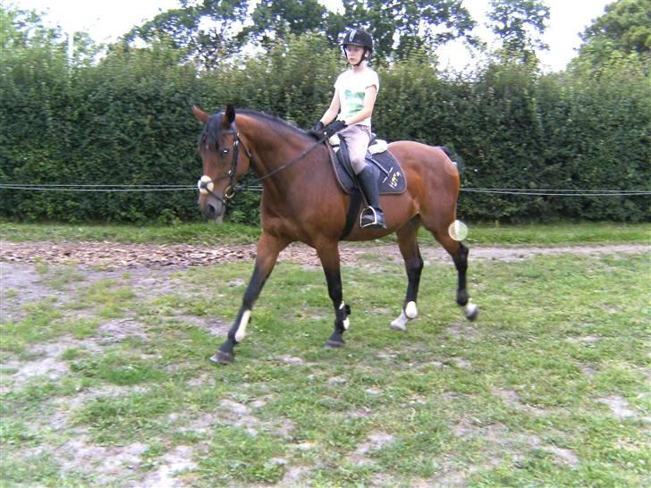 Dansk Varmblod Luna Ninni † 5 novembver 2011† - Mig og Ninni August 08 billede 12