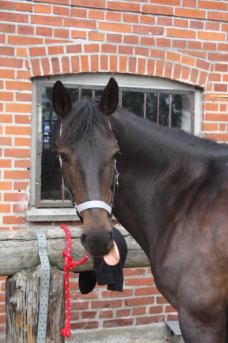 Anden særlig race Thyra - Velkommen til Thyras profil. Stævne i kongsvad. Foto Sisse billede 1