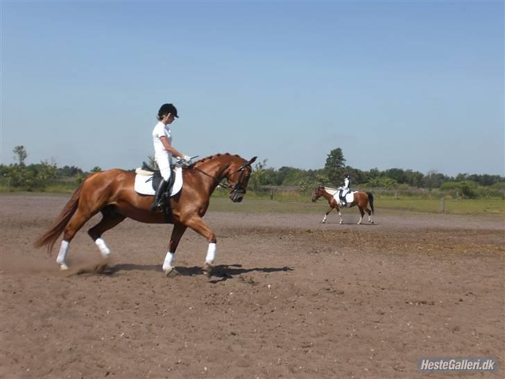 Oldenborg Pandoer - SOLGT :'( billede 5