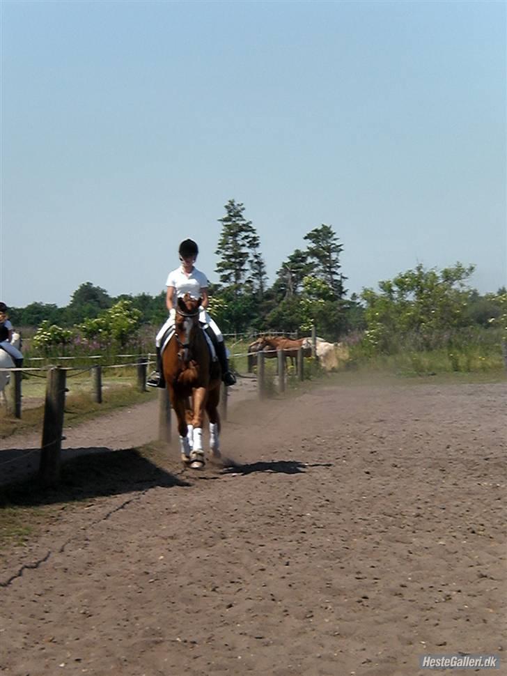 Oldenborg Pandoer - SOLGT :'( billede 7