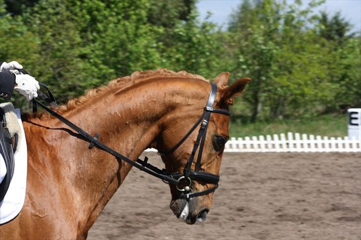 Oldenborg Pandoer - SOLGT :'( billede 8