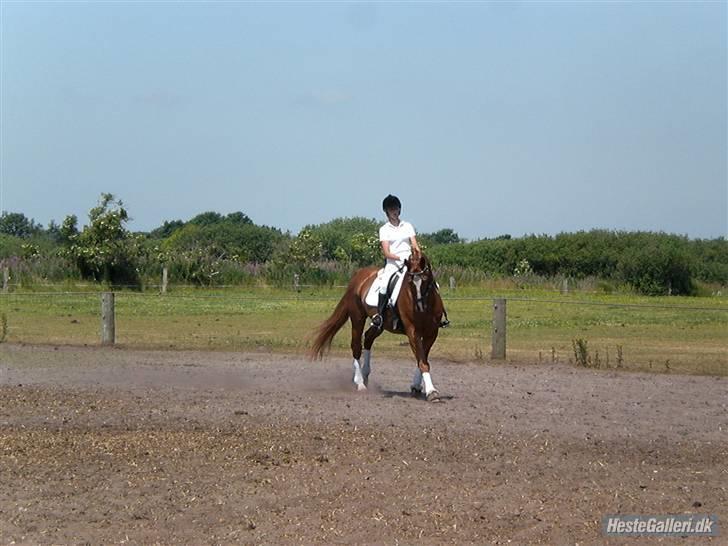 Oldenborg Pandoer - SOLGT :'( billede 10