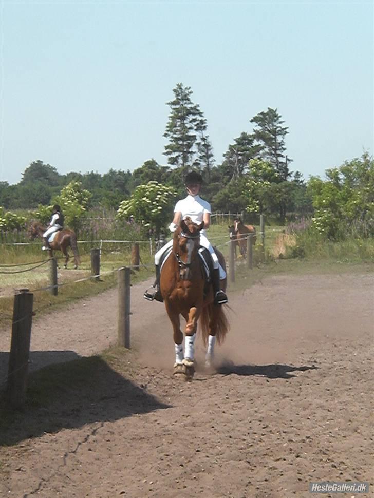 Oldenborg Pandoer - SOLGT :'( billede 11