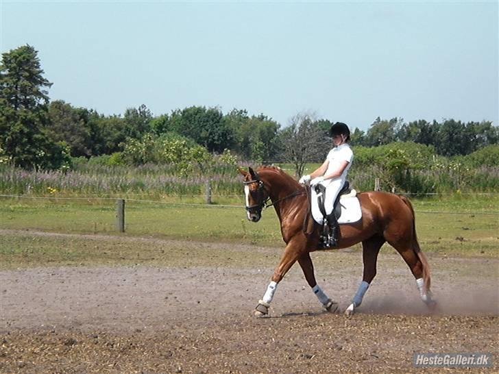 Oldenborg Pandoer - SOLGT :'( billede 12