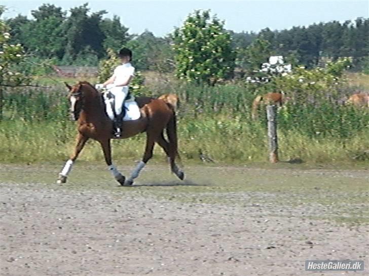 Oldenborg Pandoer - SOLGT :'( billede 13