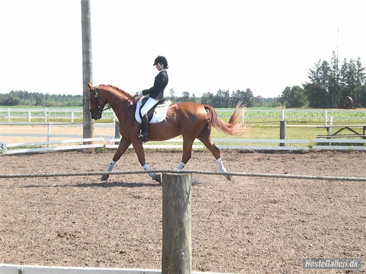 Oldenborg Pandoer - SOLGT :'( billede 14