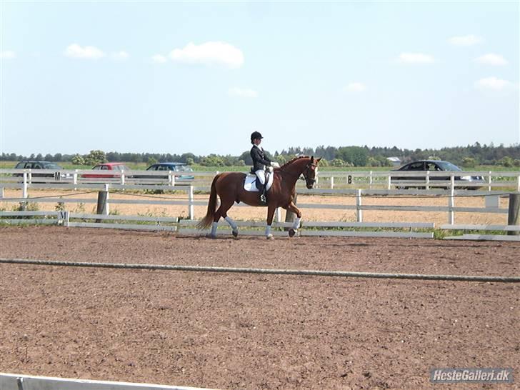 Oldenborg Pandoer - SOLGT :'( billede 15