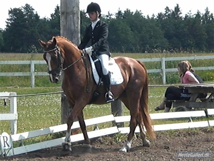 Oldenborg Pandoer - SOLGT :'( billede 17