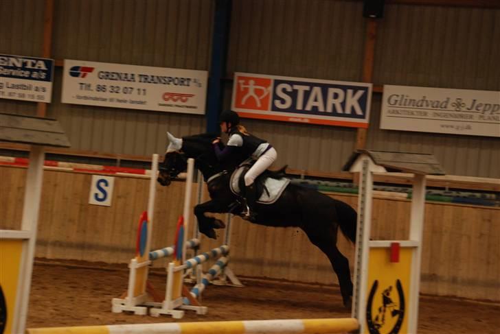 Anden særlig race Thyra - Stævne d 28-02-2010. Djursland. Dejlig pony som altid. <3 Foto: MAthilde billede 3