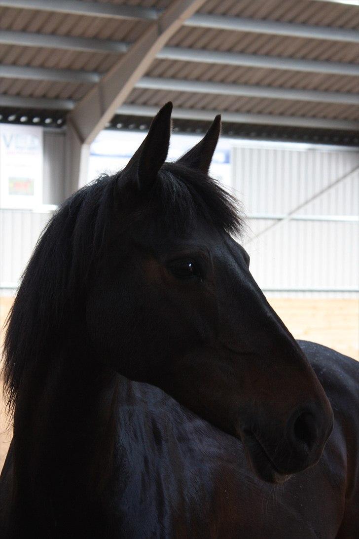 Anden særlig race Thyra - Smukke pony ikk?<3 billede 4