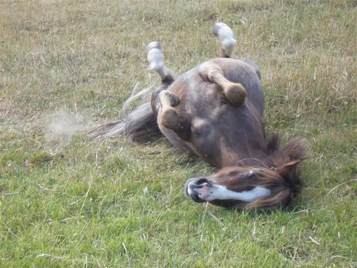 Anden særlig race Piet ** PART** billede 17