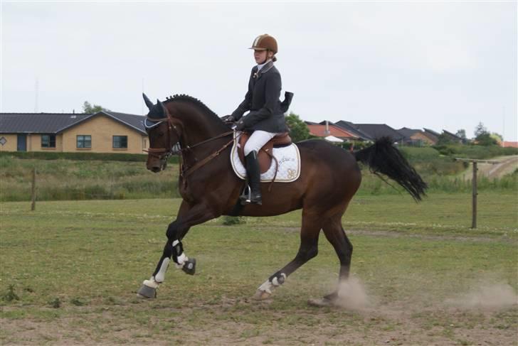 Holstener Landuc B - Duggi - Svævende på opvarmningen, her i galop.  billede 4